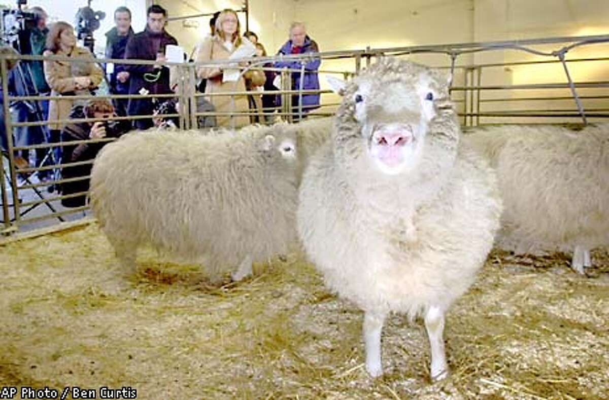 Researchers worried about Dolly's arthritis / First cloned sheep may be aging too fast Researchers worried about Dolly's arthritis / First cloned sheep may be aging too fast