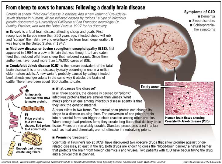 mad cow disease prion