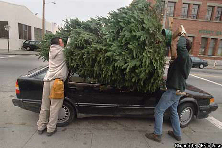 Pick Of The Lot Early Birds Snag Biggest Trees At Delancey