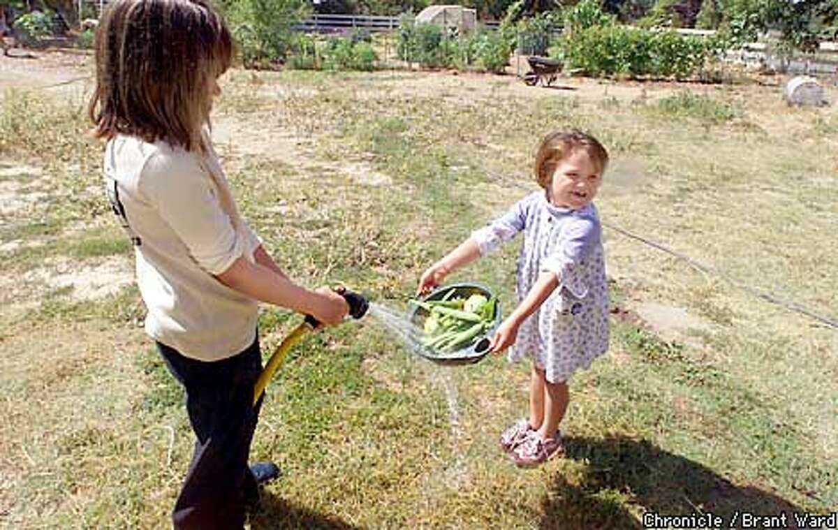 NBPATCH1-17JUL01-NF-BW--At the Patchworks ranch in Santa Rosa, the children pick their own vegetables from the organic garden. Marcie Lopez, left, hoses off the bugs as little Samantha Johns holds the collander. By Brant Ward/Chronicle