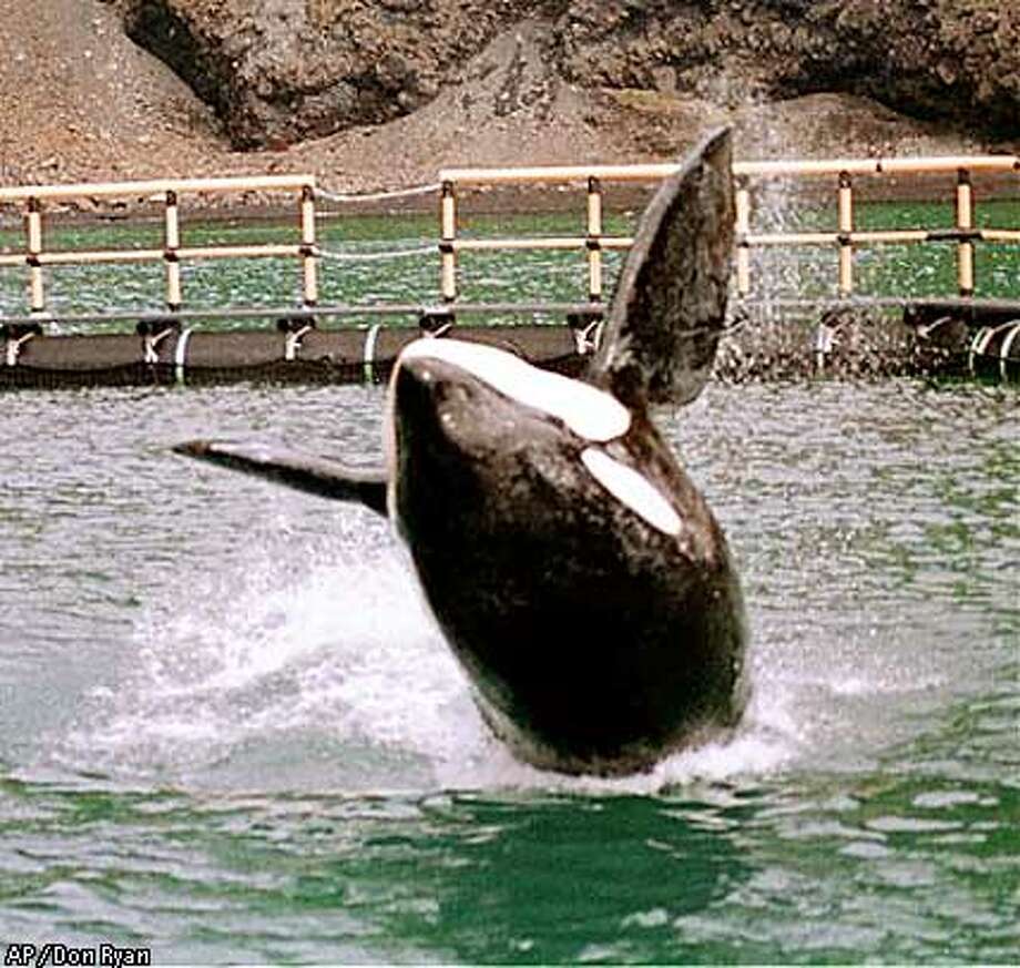 Reallife 'Willy' shuns freedom / Caretakers hope Keiko will join whale