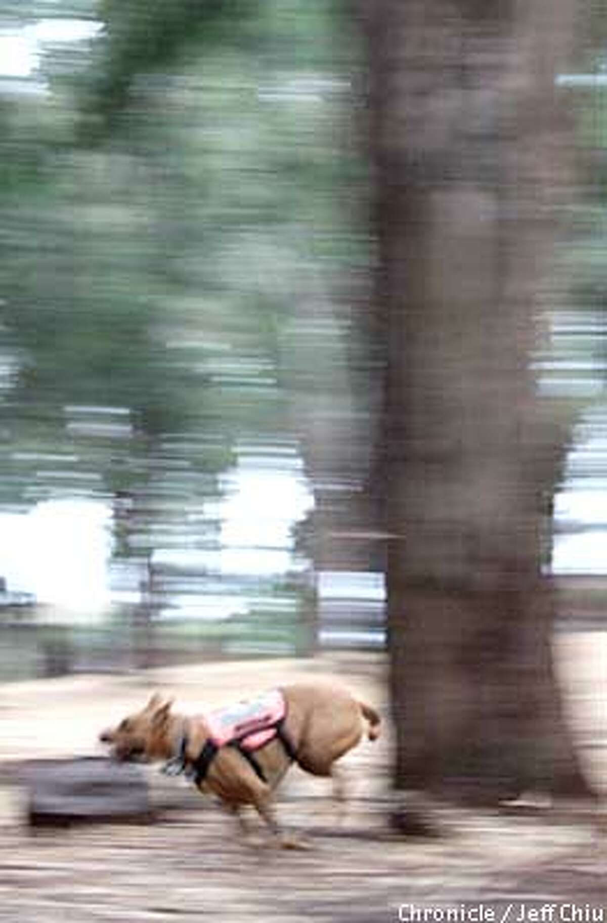 Four-year-old Dakota, a pit bull, ran a live search drill at Mills College in Oakland. Chronicle photo by Jeff Chiu