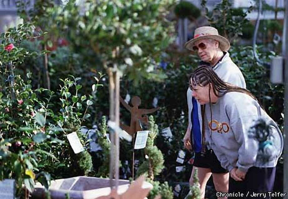 Silicon Valley S Green Spot 51 Year Old Nursery Has Blossomed With Dottle Smith With Hat And Dolly Jett Examine Camellias At Yamagami Nursery In Cupertino
