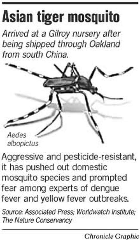 Tiger mosquito found in Gilroy -- disease host / Risky pest entered