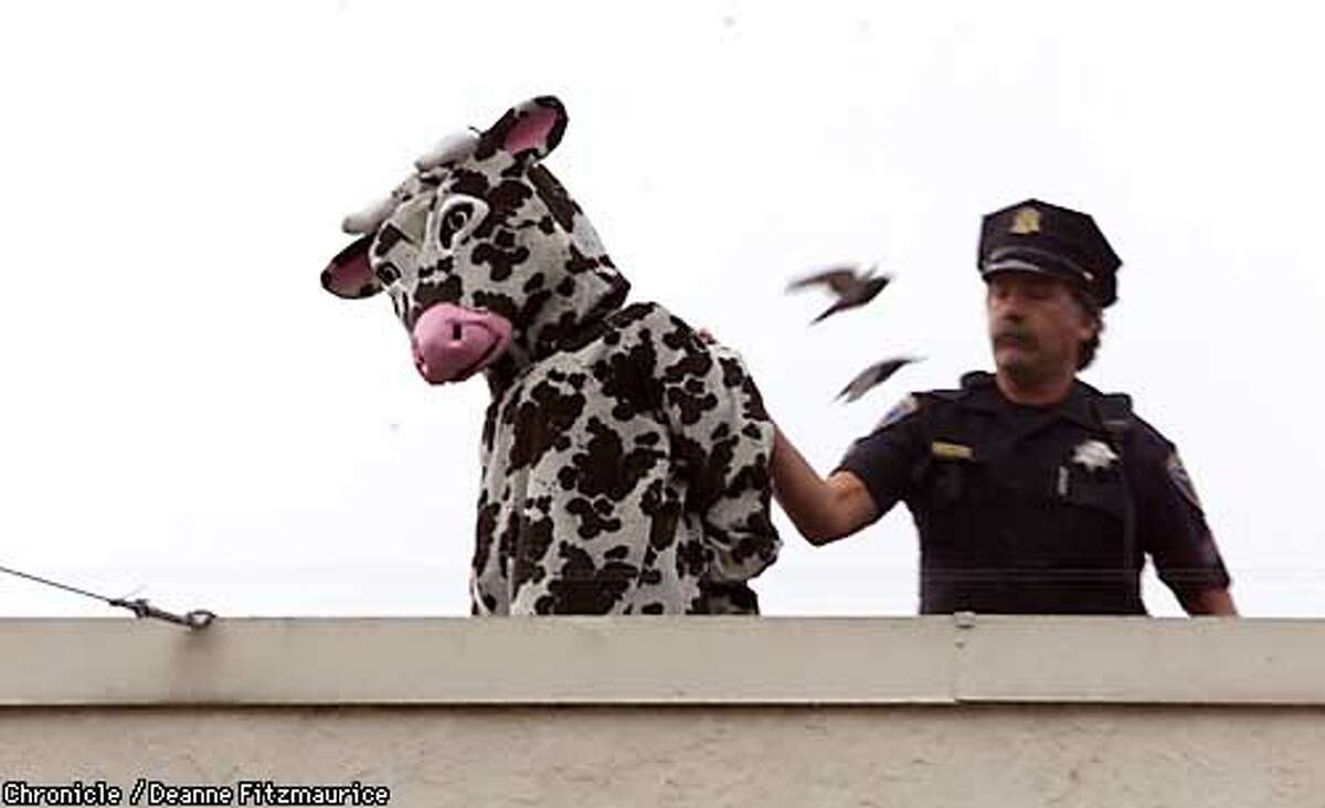 Sgt Gray of the SFPD arrests Jennifer Schneider, 31, dressed as a cow on the roof of Burger King at Mission and 16th Streets in San Francisco and then a hook and ladder truck was brought in to bring her down. This was part of a PETA protest about the mistreatment of animals by Burger King. CHRONICLE PHOTO BY DEANNE FITZMAURICE