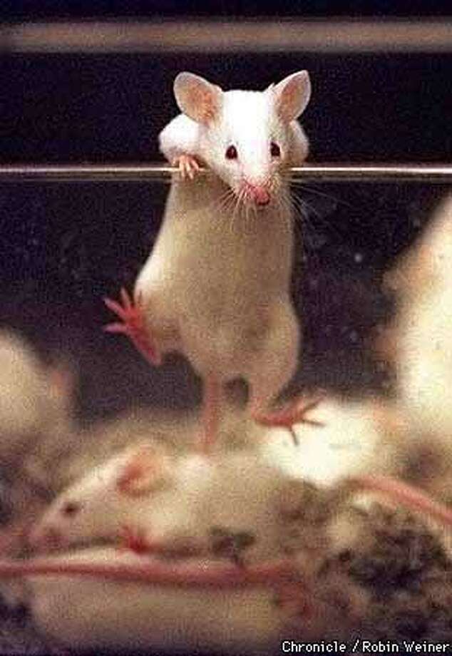 Mice of the Herring Bone by Tim Davis Mice of the Herring Bone by Tim Davis
