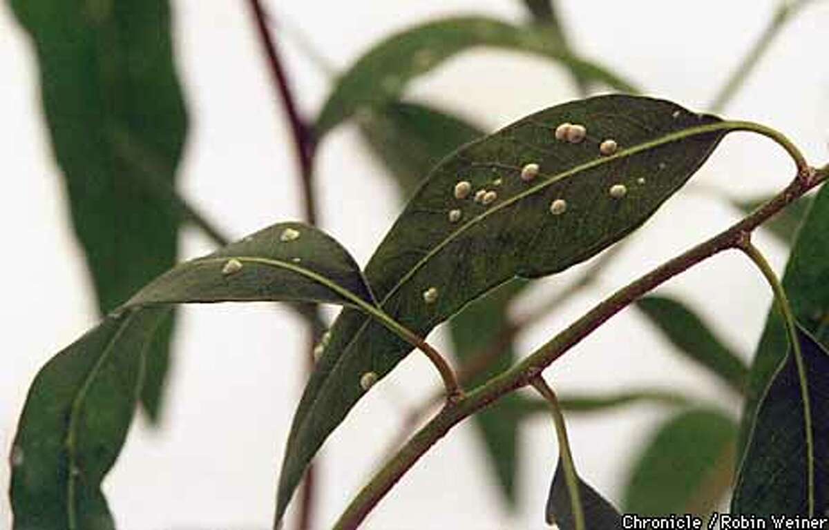 Wasps to the Rescue / Predatory insect is hope for eucalyptus
