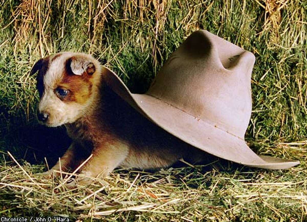 Solving the Cat's Meow / and other mysteries of pet behavior