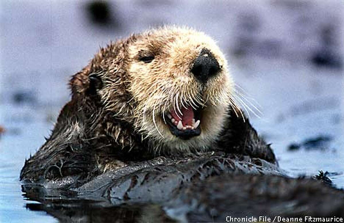 There otter be more / California mammals' numbers confound scientists