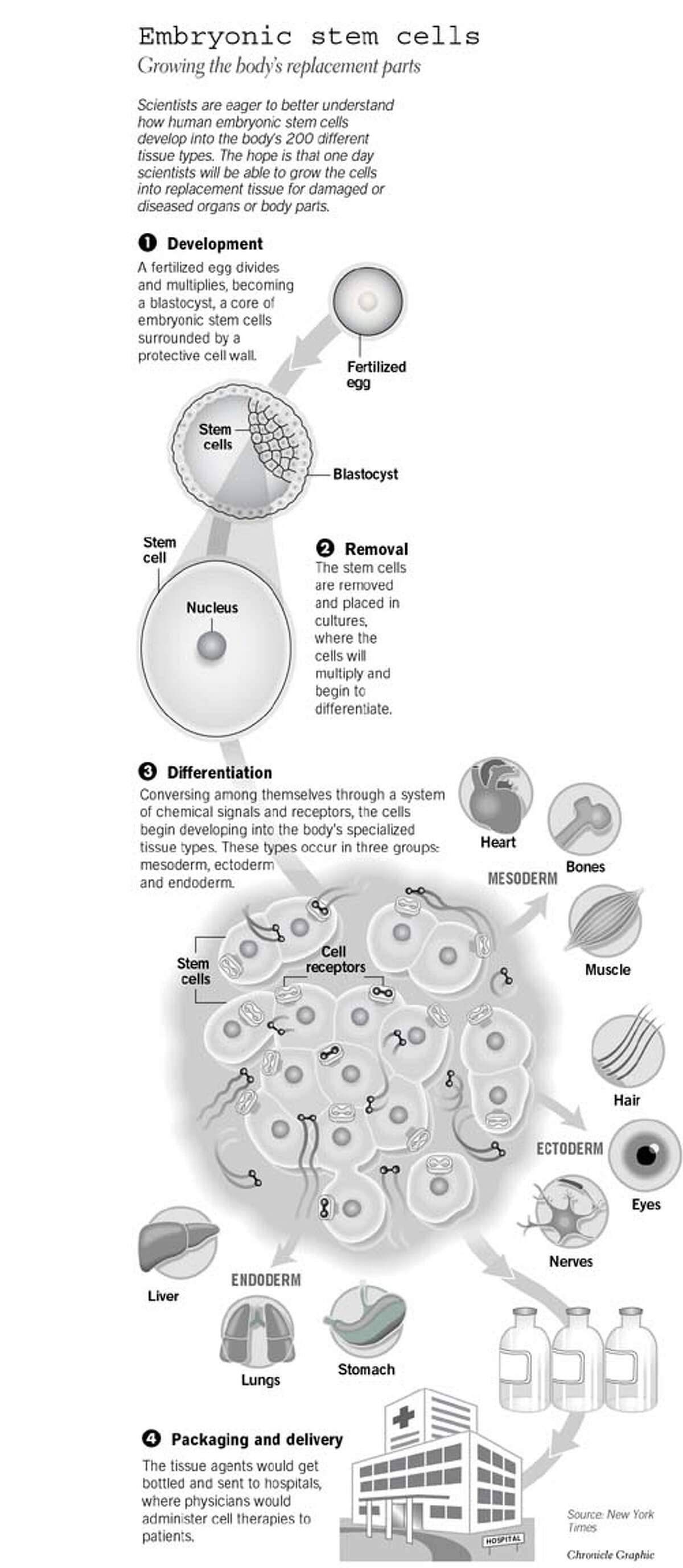 Abortion, eugenics debates drive stem cell research controversy