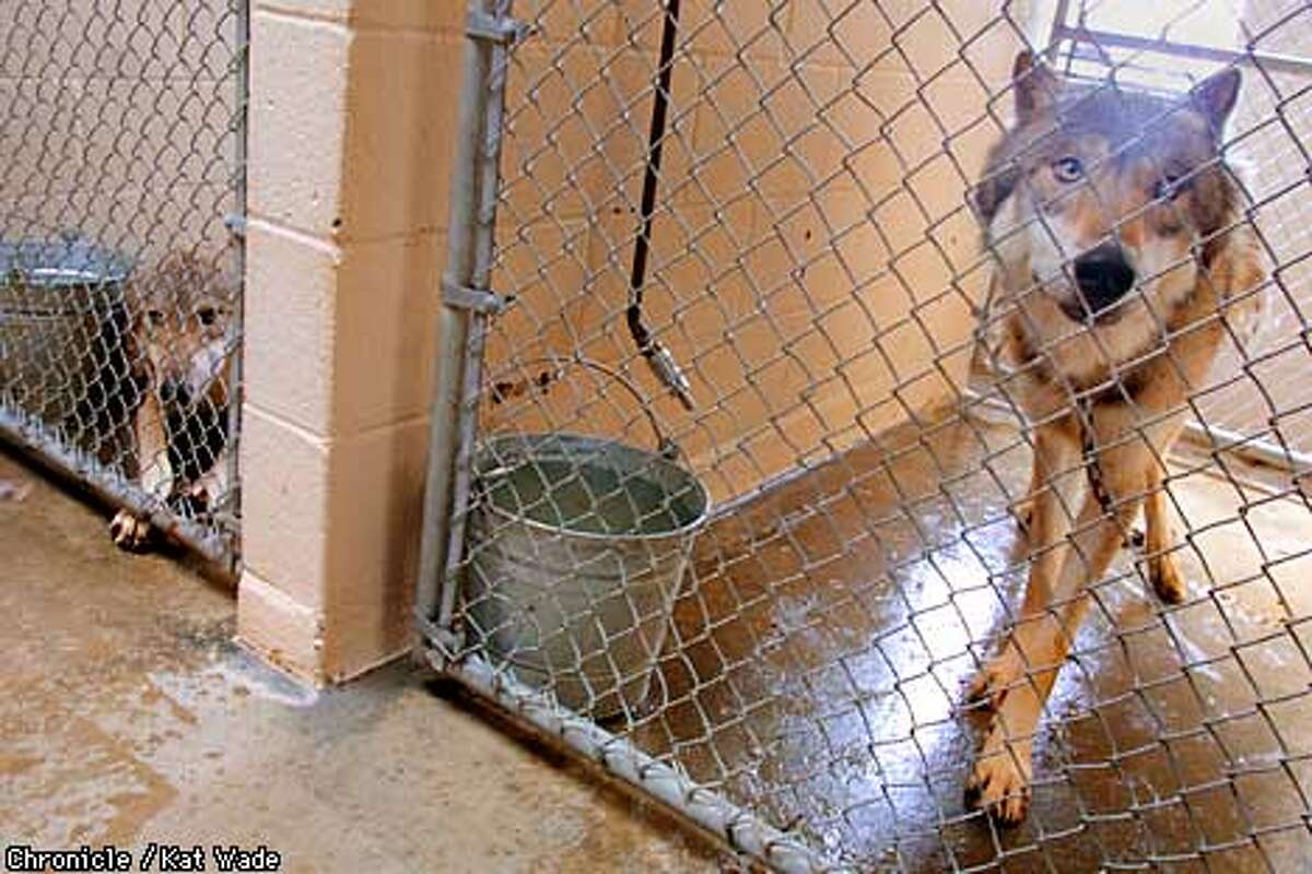 Exotic pets, suburbia an uneasy combo / Hearing on canines that may be