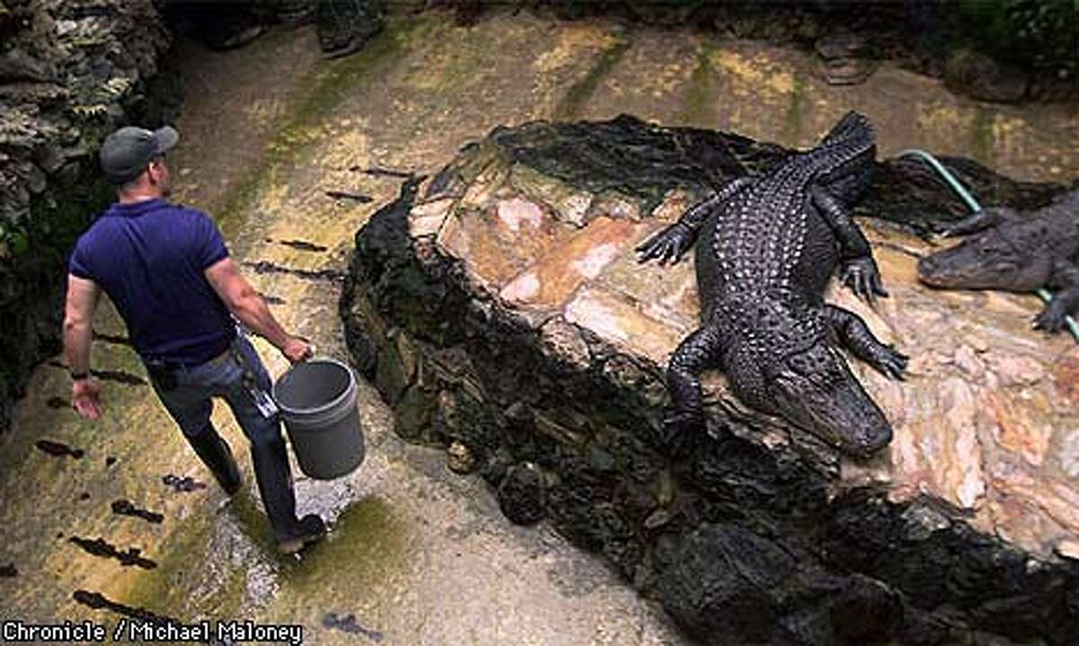 SWAMP THING / The pay isn't great, but cleaning the alligator pit has