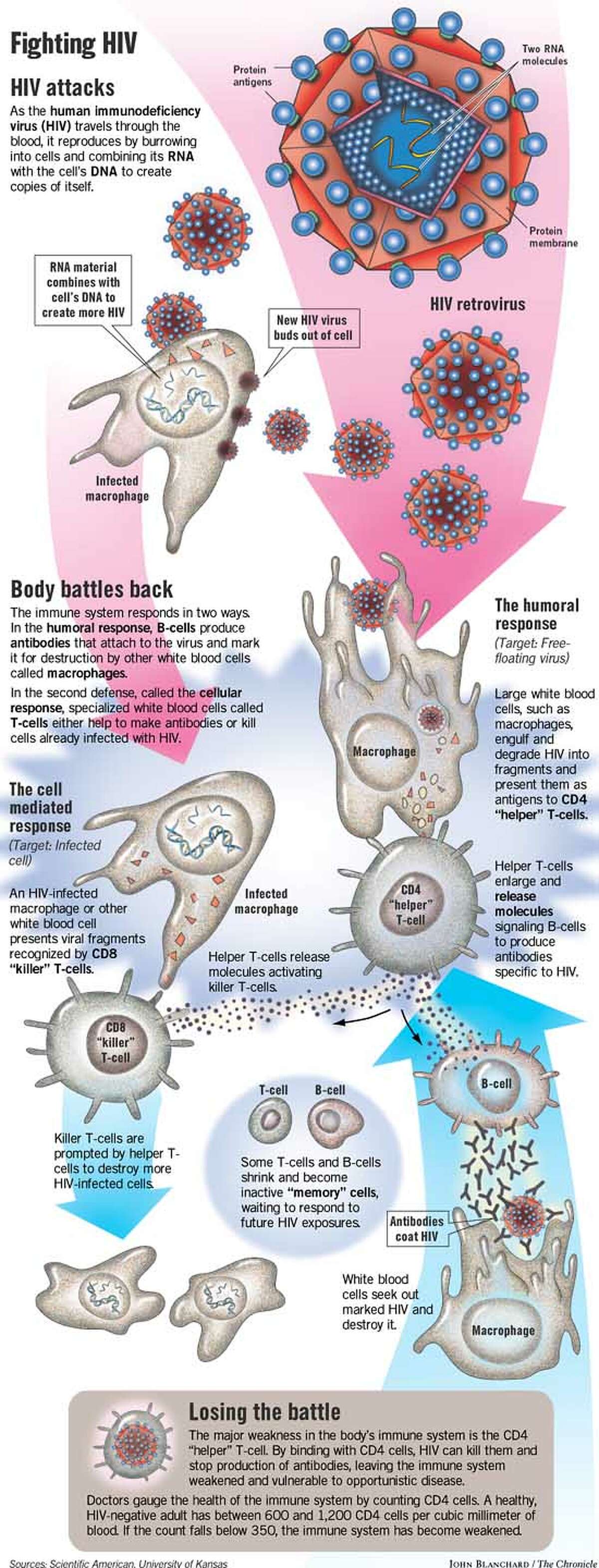 Plumbing The Immune System Aids Research Sheds Light On Functions But Vaccine Remains Elusive