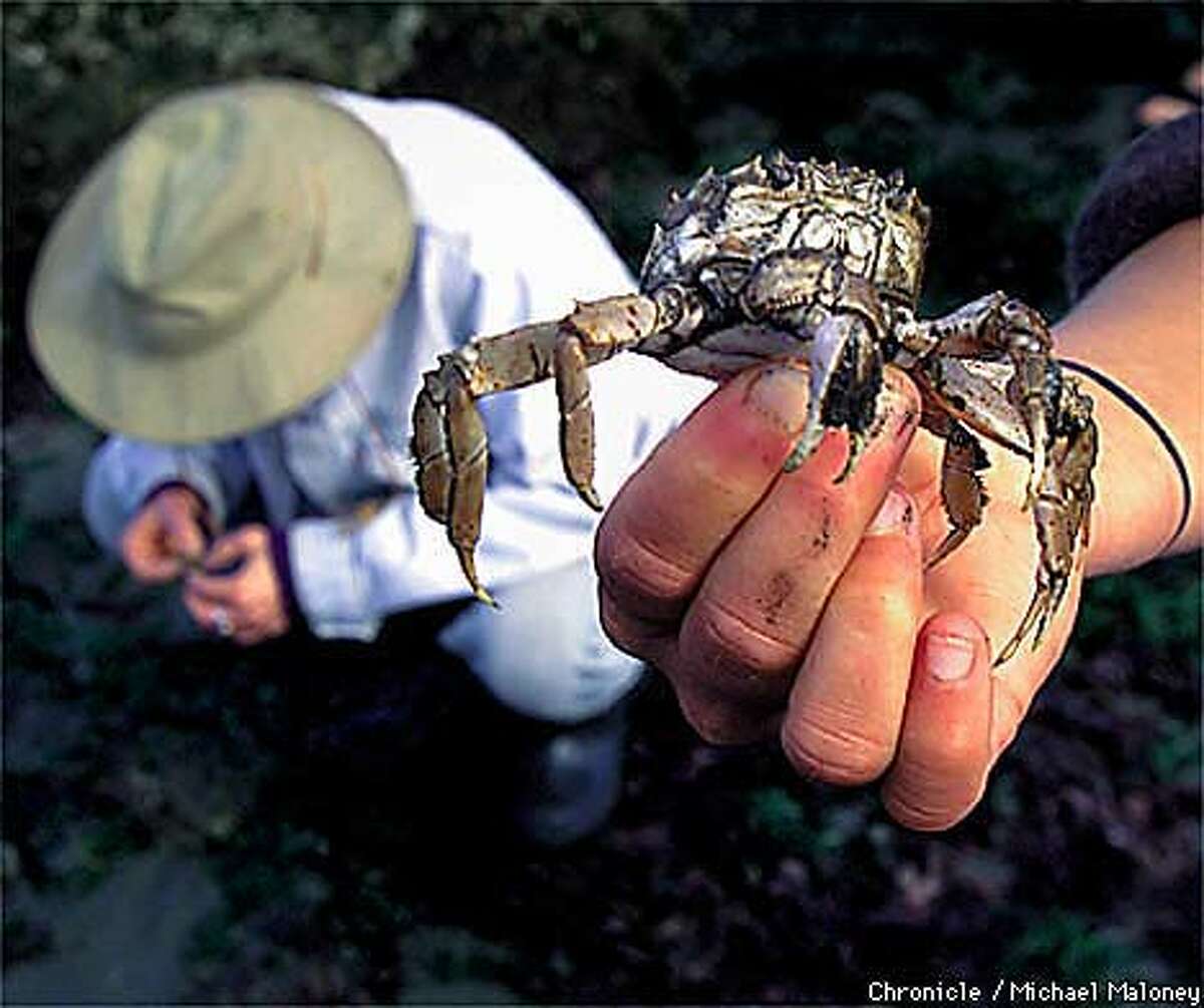 Anna Weinstein of the SF Estuary Institute displays a green crab found on the tidal flats of Robert Crown State Beach in Alameda. Chronicle Photo by Michael Maloney