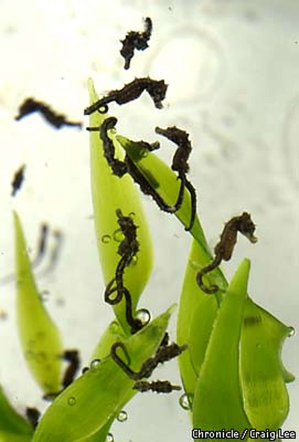 A sea horse's tale / Aquarium's breeding program has been almost too successful