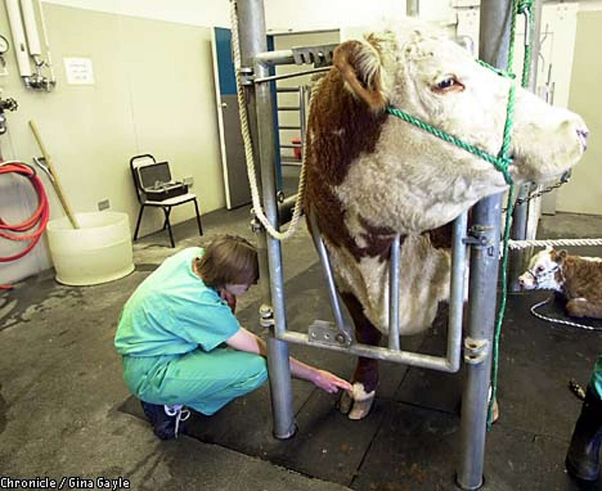 Footandmouth red alert / California ups vigilance to protect dairy