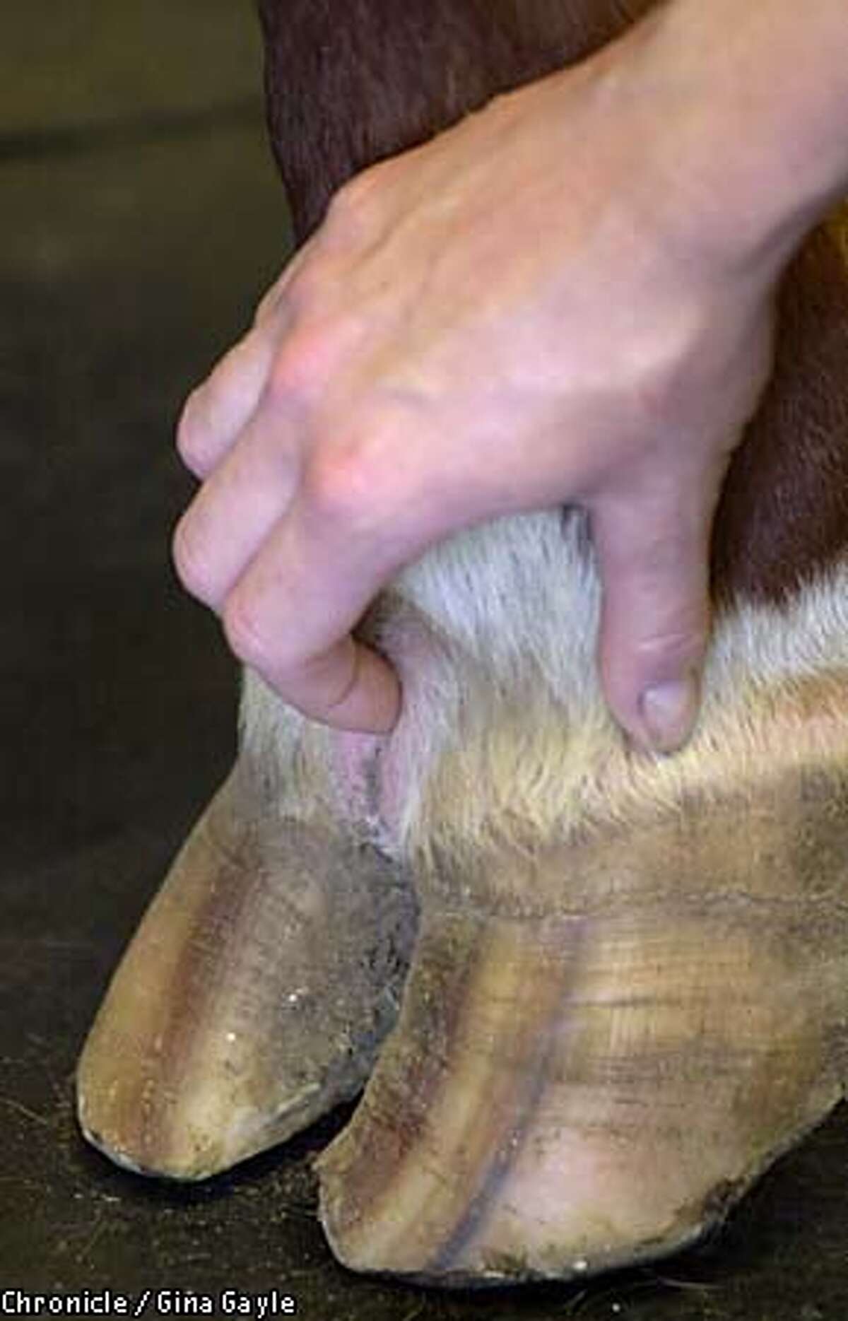 Footandmouth red alert / California ups vigilance to protect dairy