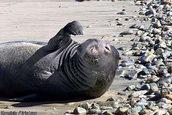 Thousands Of Elephant Seals Crowd Point Reyes Shut Down Popular