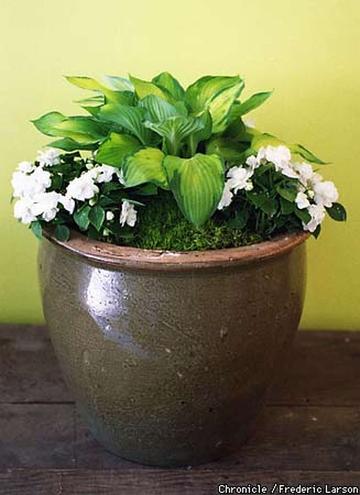 A Living Summer Bouquet / Coordinating plants for pots in sun or shade