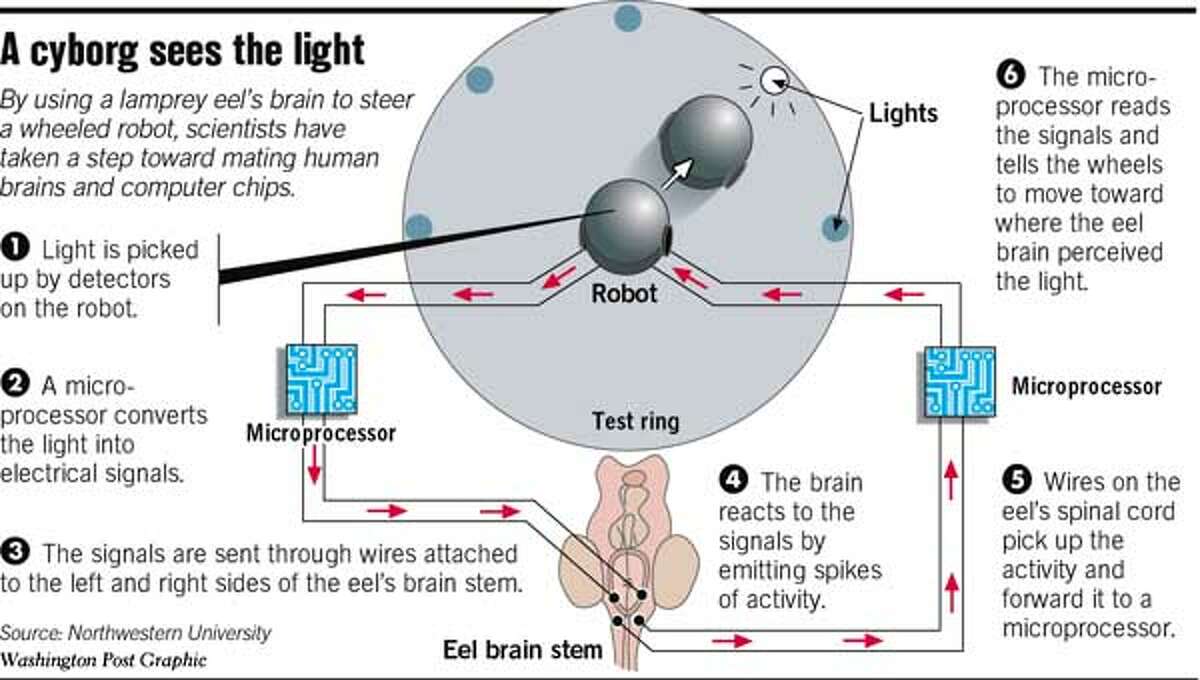 A Cyborg Sees the Light. Washington Post Graphic