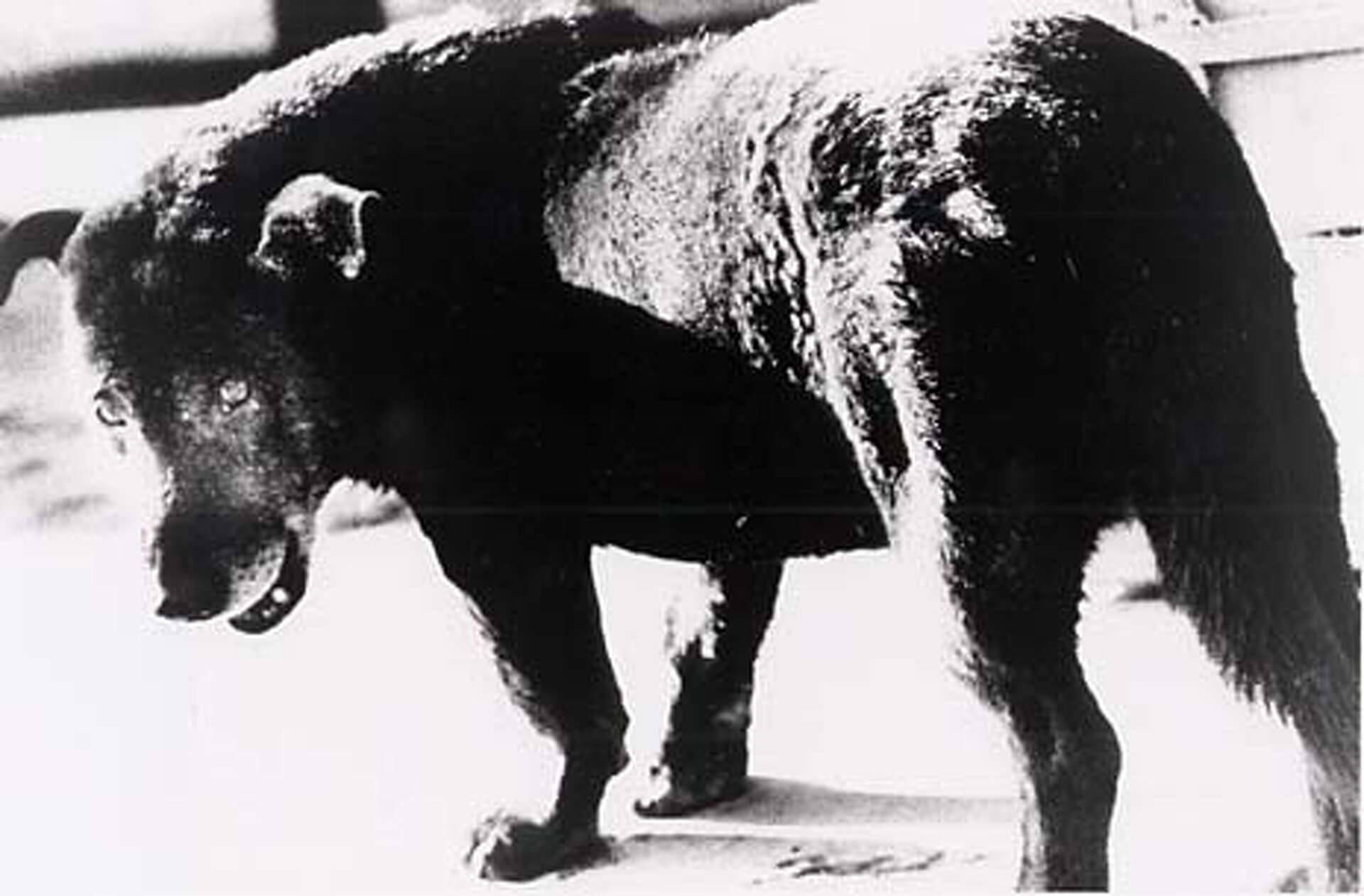 【TOKYO：Daido Moriyama】2005年 PHOTOS WITH BITE / Japan's Daido Moriyama focuses on the dark side