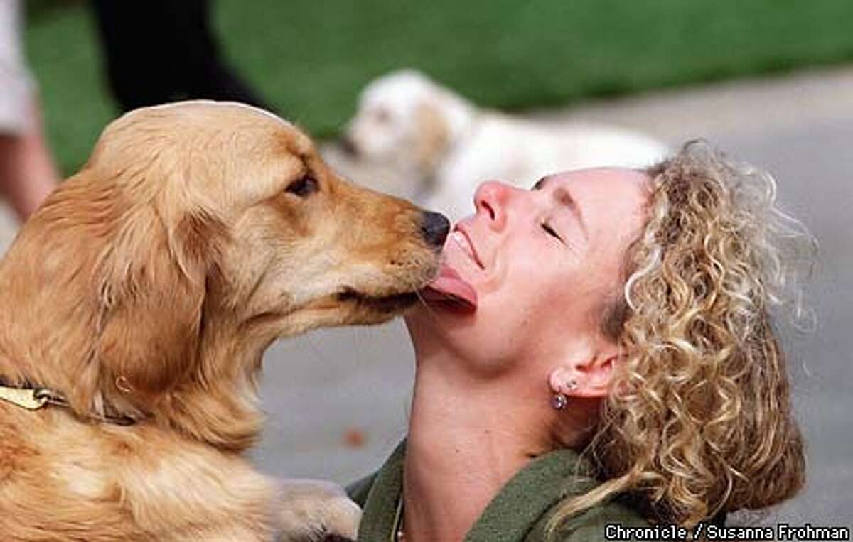 Apprentice Instructor Julie Gerstenfeld gets a friendly kiss from Bristol, a Guide Dog in training, at the Marin-based Guide Dogs for the Blind. (CHRONICLE PHOTO BY SUSANNA FROHMAN)