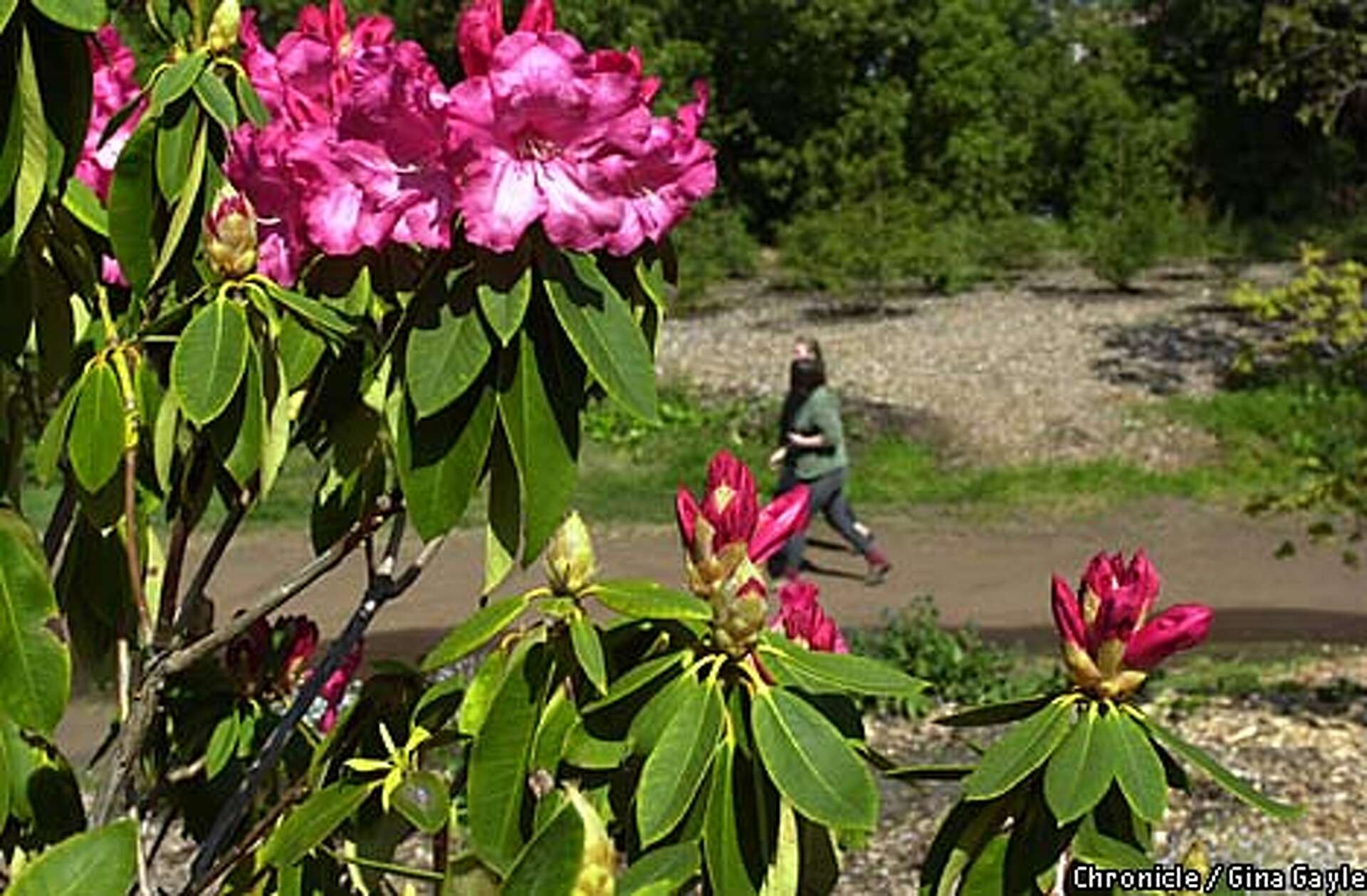 rhododendron buchsbaum Buchsbaum-Ersatz 'Bloombux®' Busch kaufen – Mein schöner Garten Shop main image 1