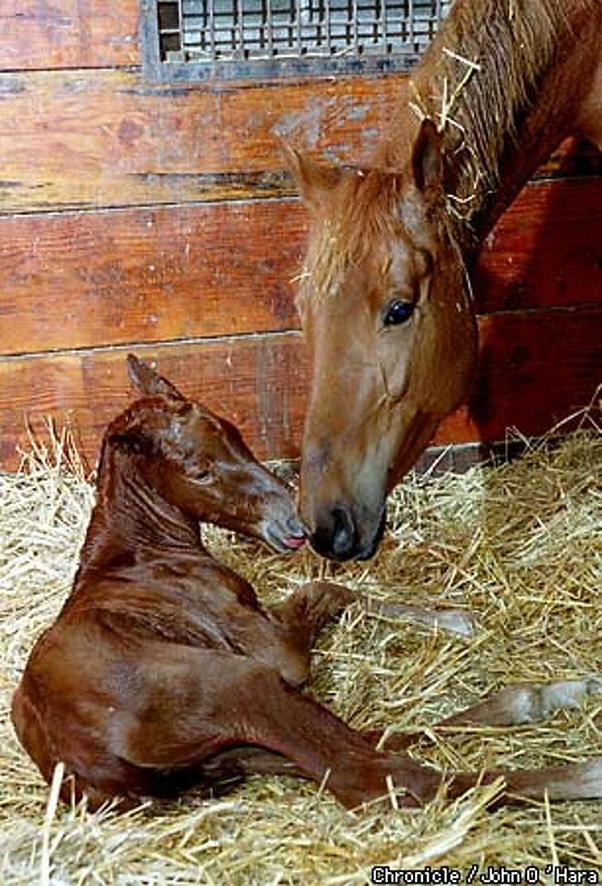 LABORS OF LOVE / Petaluma ranch springs to life during foaling season