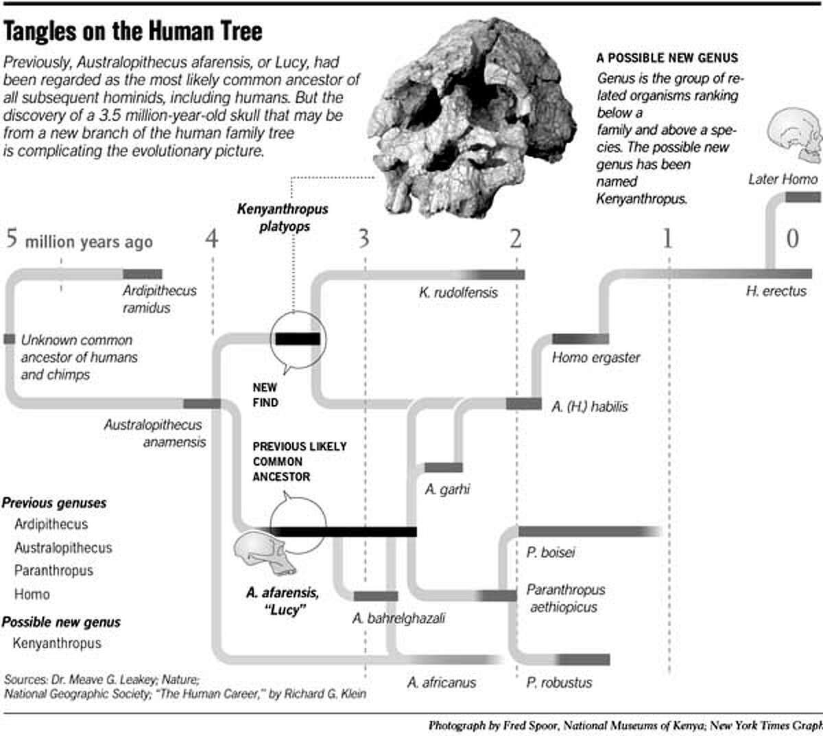 Skull an Evolutionary Riddle / Leakeys' fossil find in Kenya brings