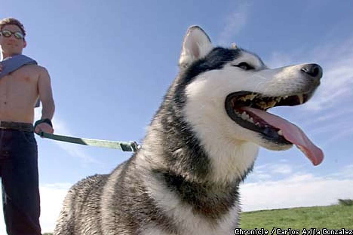 Berkeley Dogs Gain Respect At City Hall / Now they have 'owner/guardians'