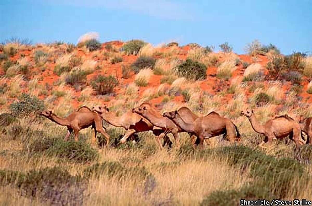 camels-lift-economy-down-under-once-despised-animals-now-an-important