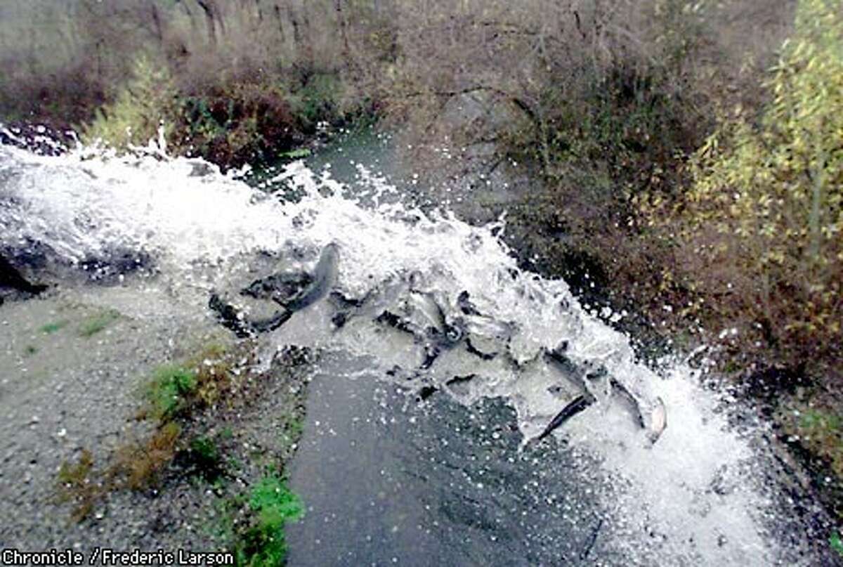 Saving The Dammed / Warm Springs Hatchery supplants Russian River