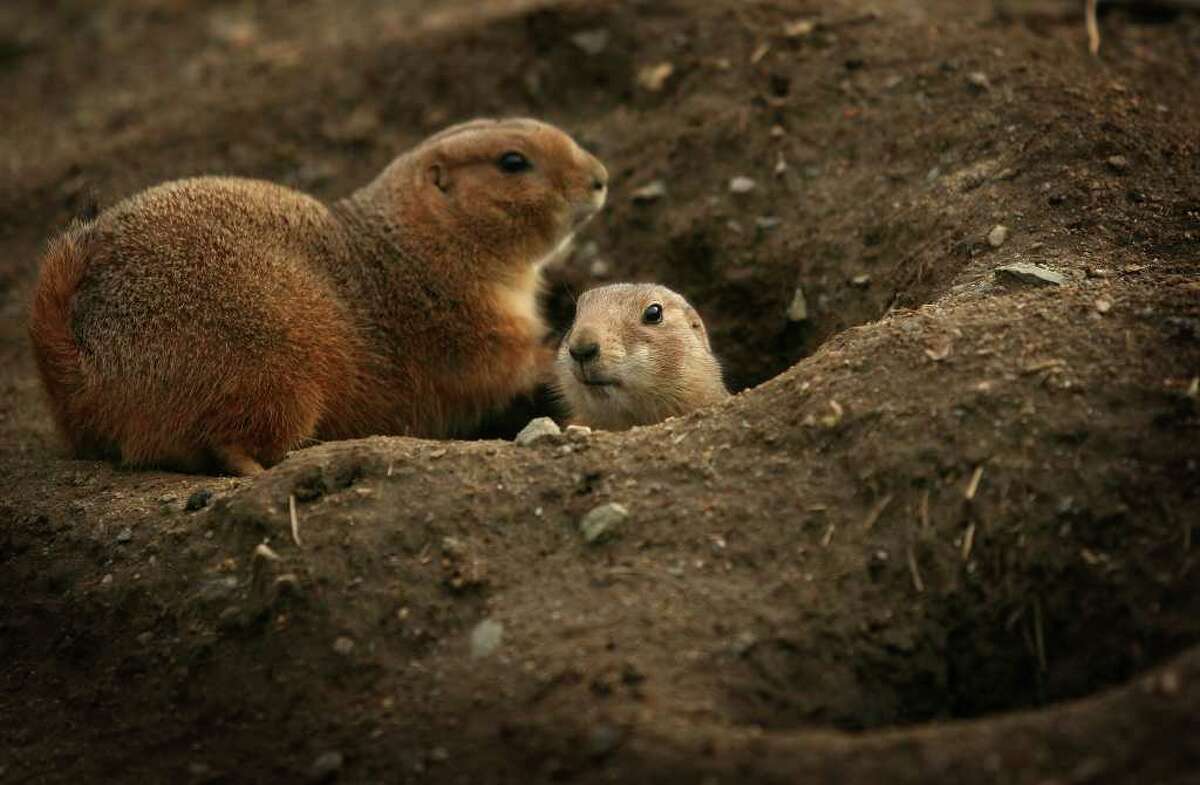 A pair of black-tailed prairie dogs enjoy the warm temperatures outside their holes at the Beardsley Zoo.  