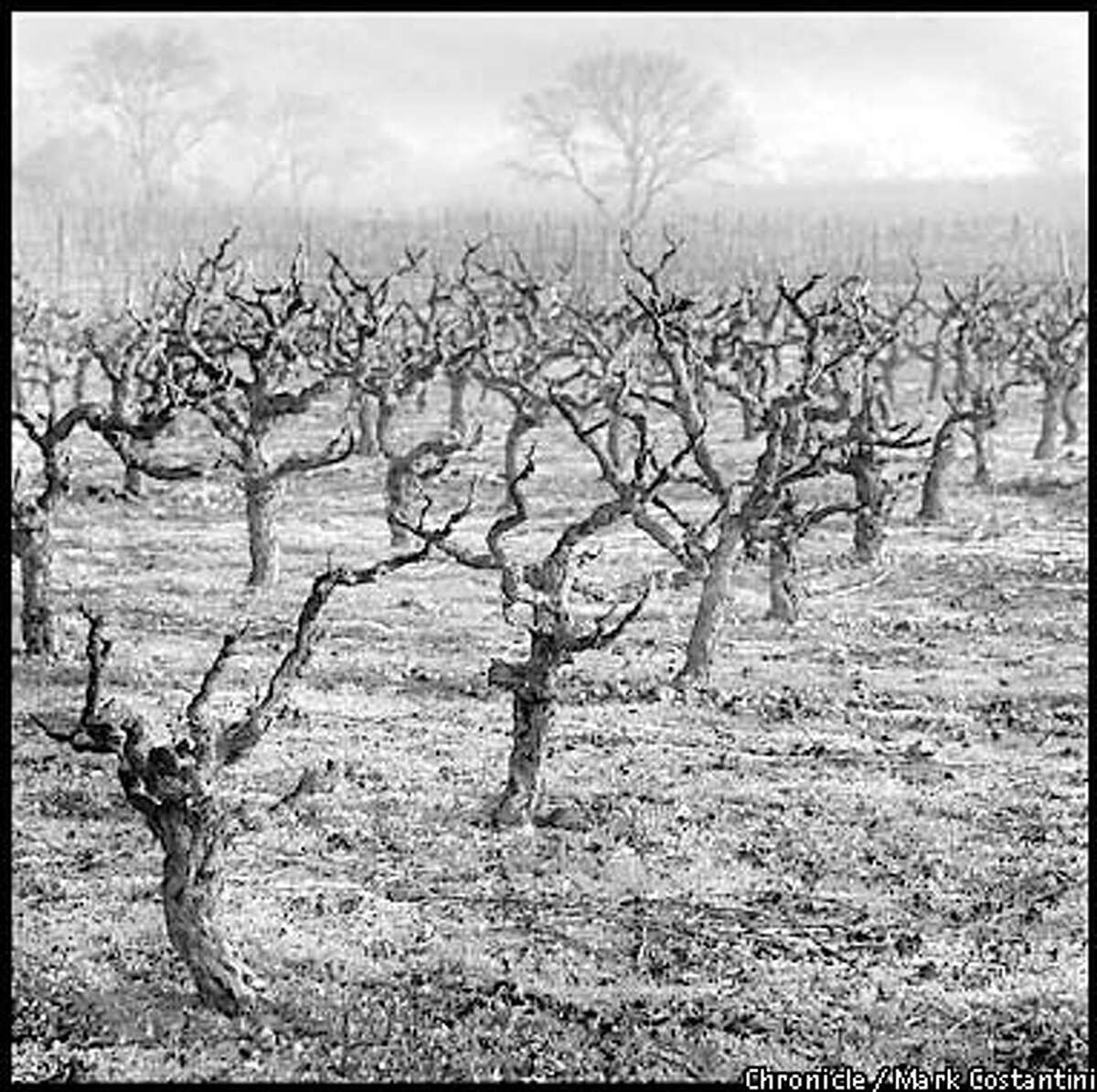 OLDVINEZIN17c-B-03JAN01-FD-MC. Old vine zinfandel vines at the Valley of The Moon winery in Sonoma County. Photo: Mark Costantini/The Chronicle