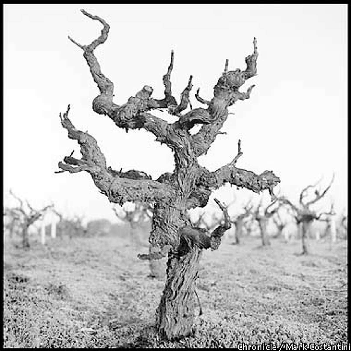 OLDVINEZIN17e-B-03JAN01-FD-MC. Old vine zinfandel vine at the Valley of The Moon winery in Sonoma County Photo: Mark Costantini/The Chronicle