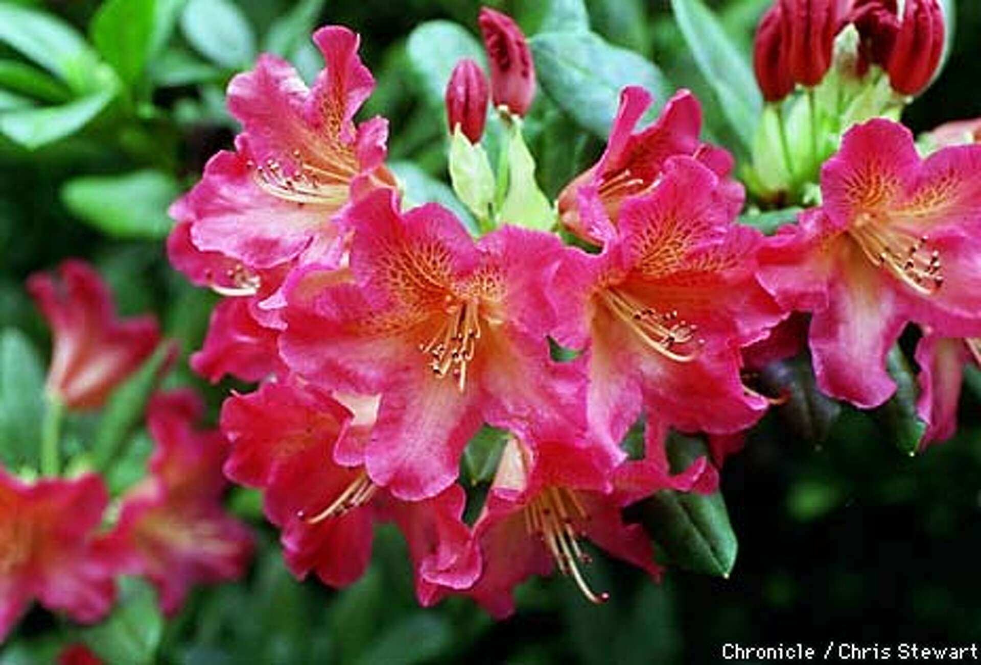 Singular Rhododendron Not Your Daddy's Rhododendron / Today's hybrids come in many sizes ...