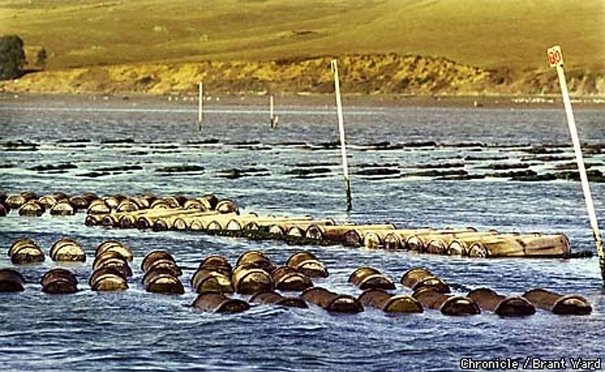 OYSTERS3/30OCT98/MN/BW--Hog Island Oyster Co. leases space on Bodega Bay to grow oysters and clams. In the foreground are the metalic cylinders they use to grow the tiny oysters until they get large enough to put in the bags in background. By Brant Ward/Chronicle