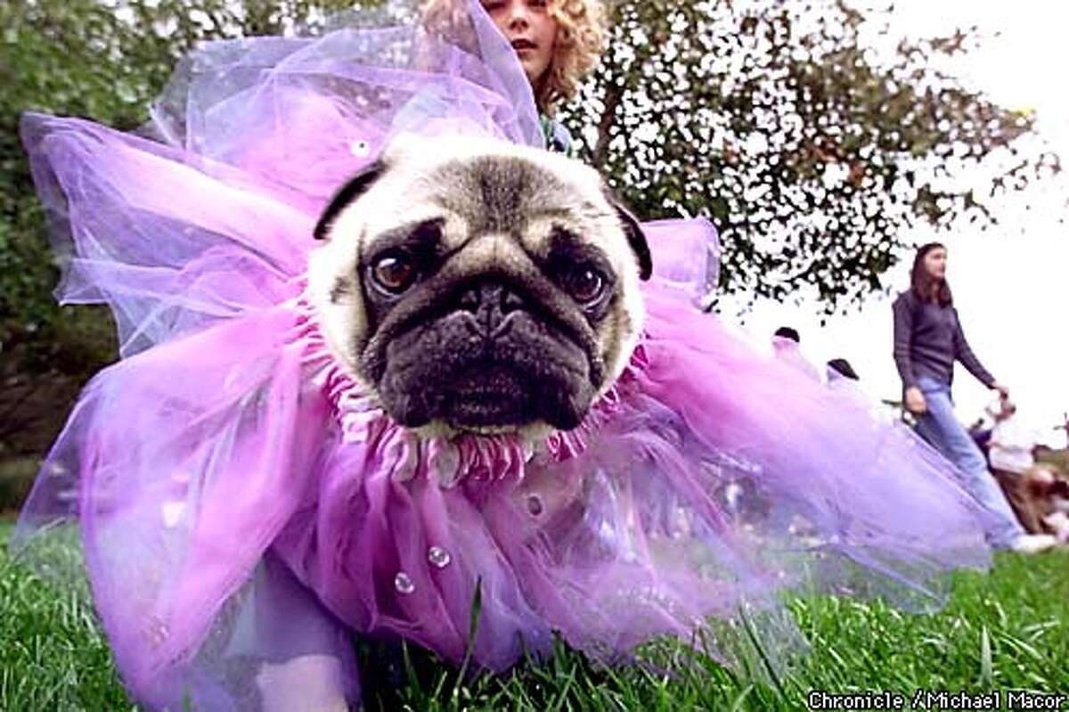 They're In Pug Heaven / Contest gives devoted owners an excuse to dress