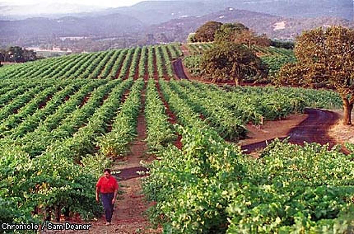 Allure of The Grape / Farmers find vineyard profits intoxicating