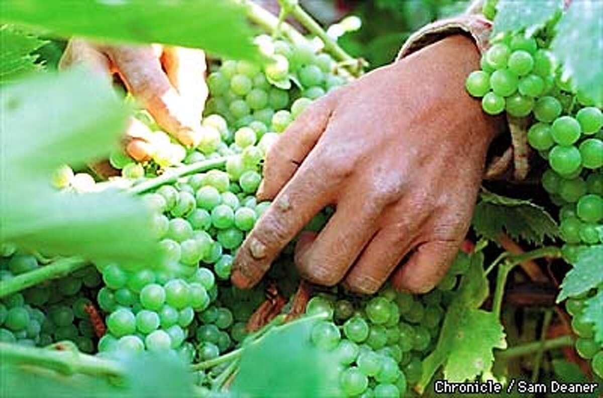 Allure of The Grape / Farmers find vineyard profits intoxicating