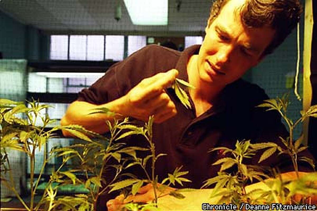 The Quiet Crusader / Jeff Jones has good reason for taking the heat in the  medicinal marijuana battle