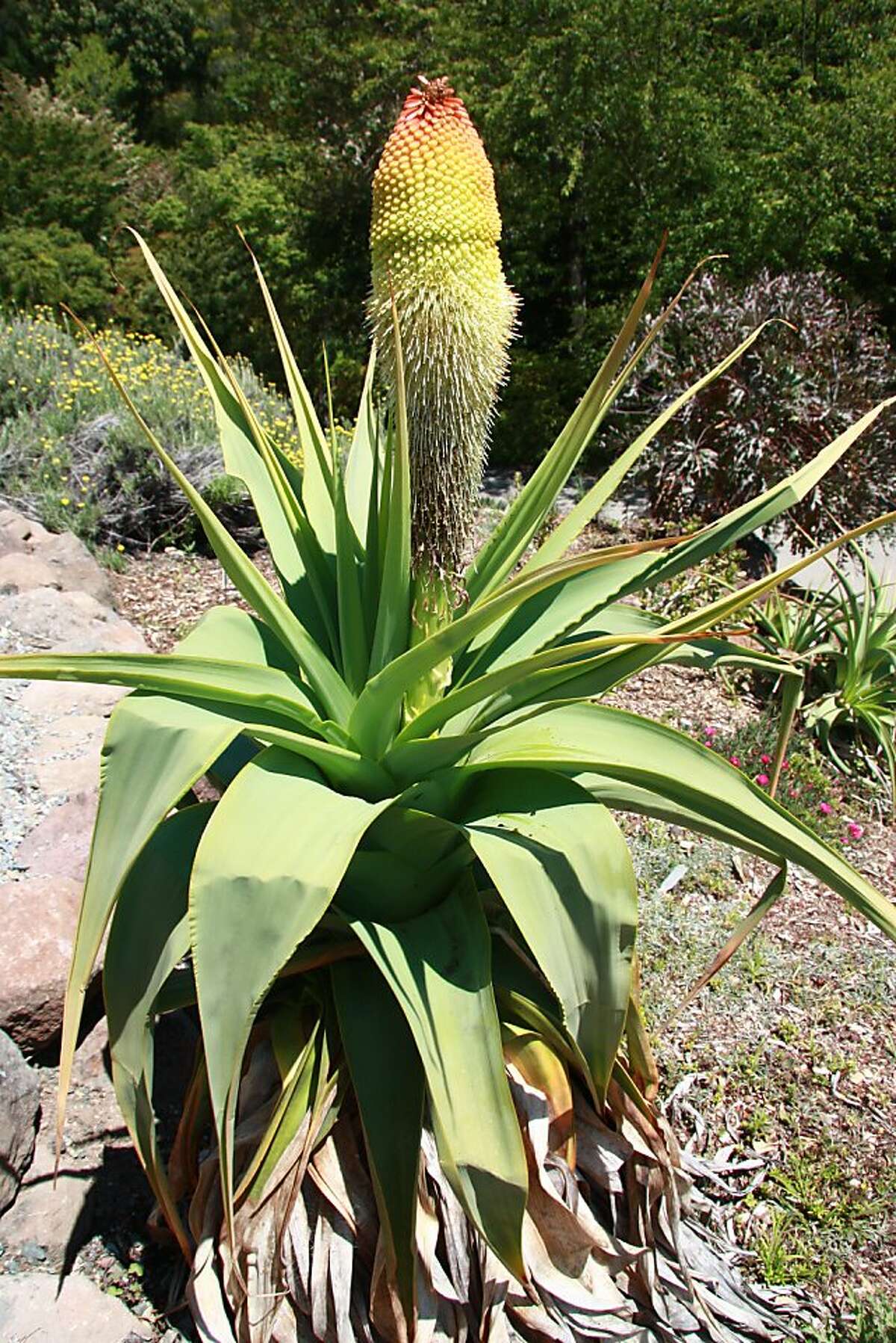 Kniphofia northiae a tower of powerful color