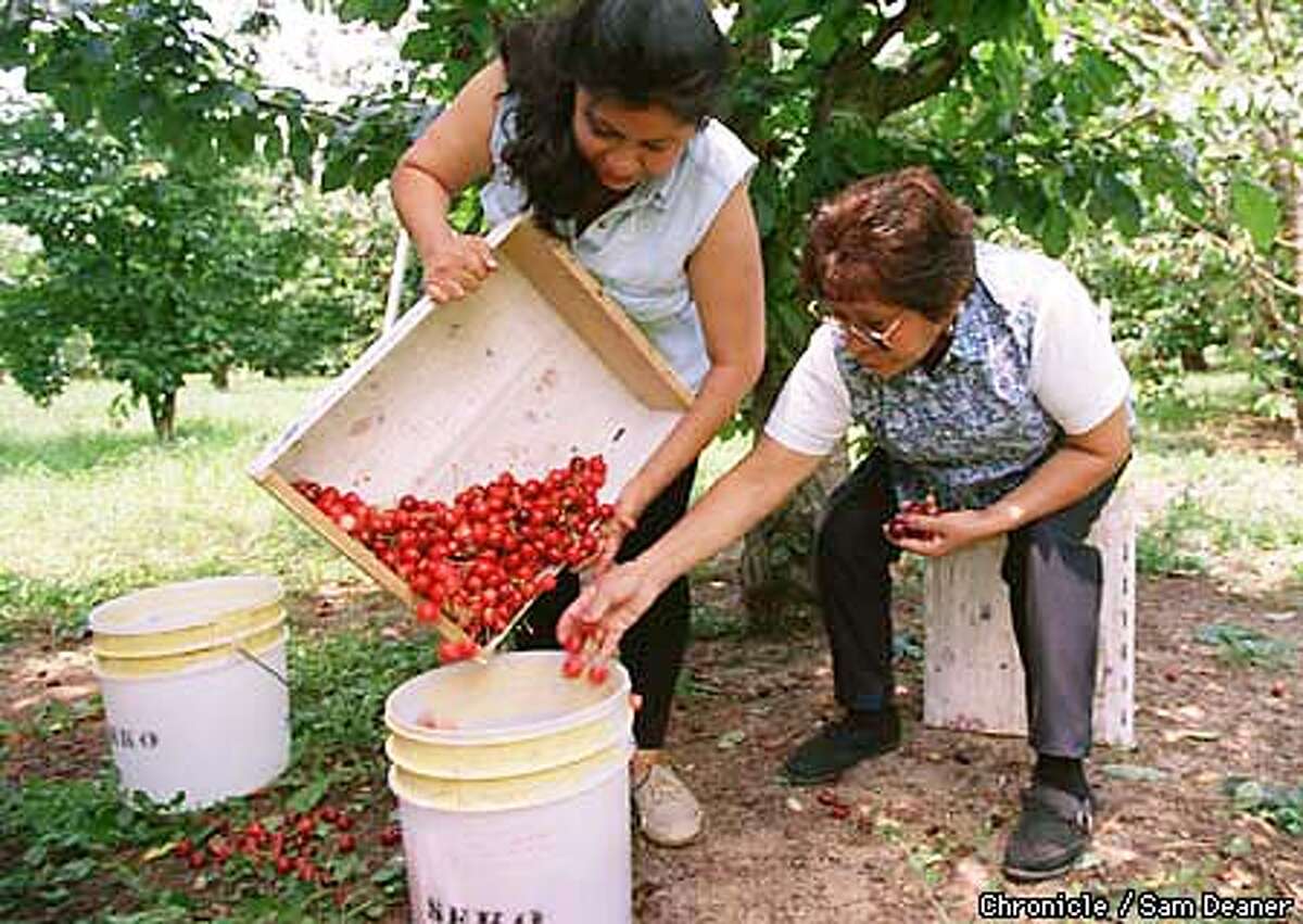 Sweet Pickin' / Contra Costa's pickemyourself orchards are ready for