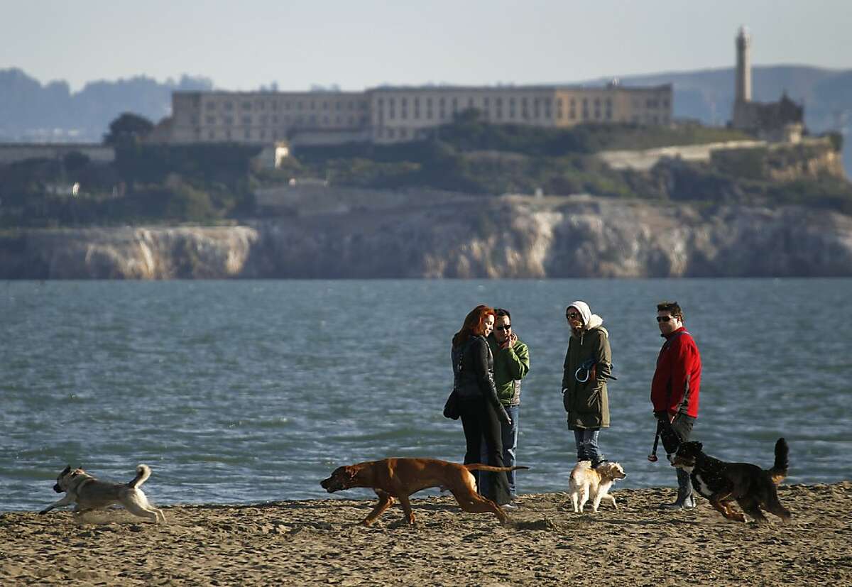 Dogs play and people chat on the beach at Crissy Field in San Francisco, Calif. on Friday, Feb. 3, 2012. The GGNRA has just released new procedures for its supplemental environmental document on off-leash dog walking on National Park Service land.