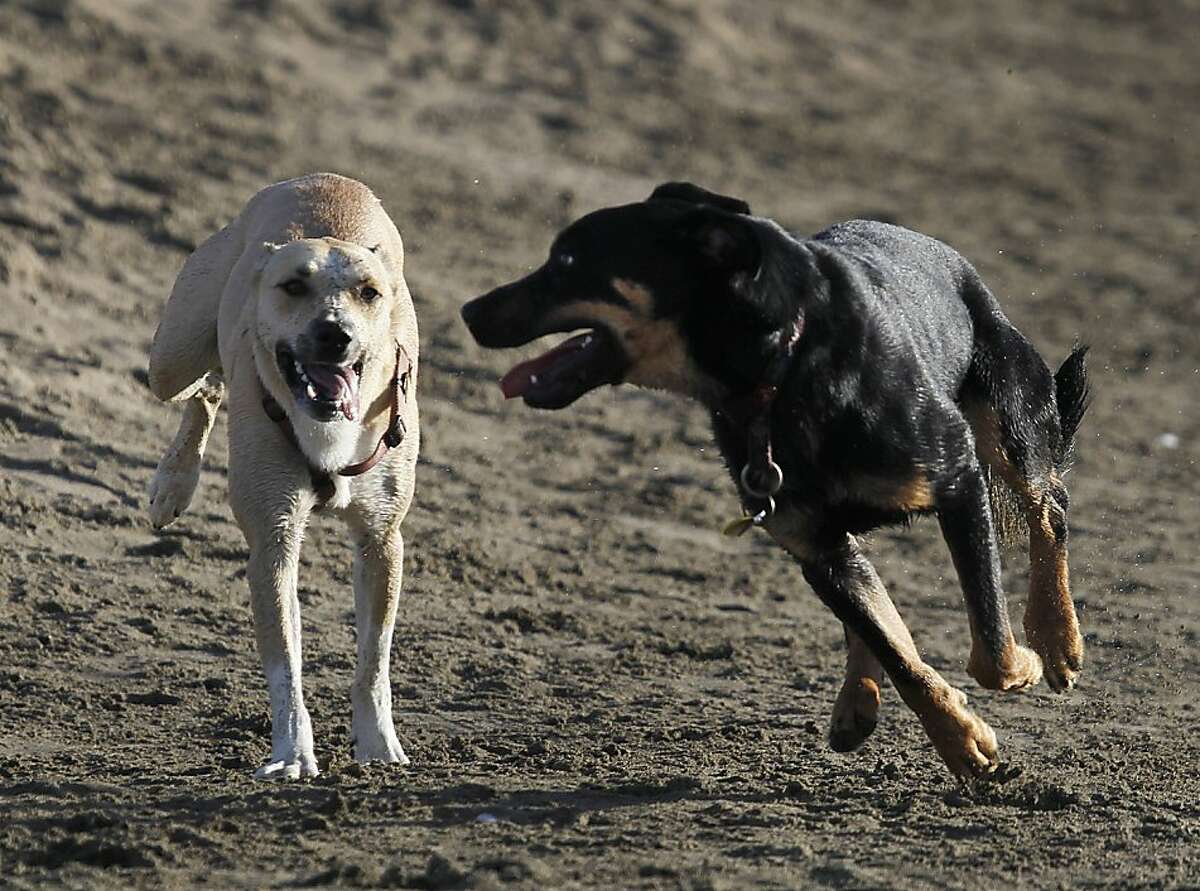 Roo (left) and Blackie frolic on the beach at Crissy Field in San Francisco, Calif. on Friday, Feb. 3, 2012. The GGNRA has just released new procedures for its supplemental environmental document on off-leash dog walking on National Park Service land.