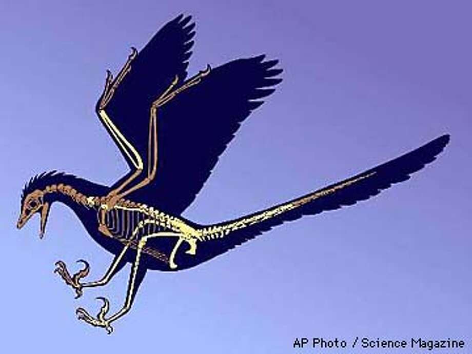 birds evolved from dinosaurs