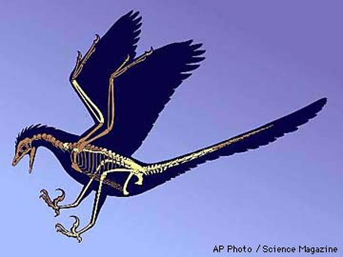 New Evidence That Birds Evolved From Dinosaurs