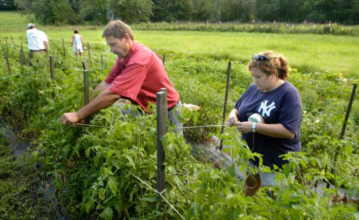 Carol Kaliff/staff photographer. Michael Pierwola of New Milford, left and Kristy Gray of Danbury tie string around tomatoe plant posts to keep them propped up in the HOPE Community Garden on Taylor Farm in Danbury. Photo taken August 10, 2009