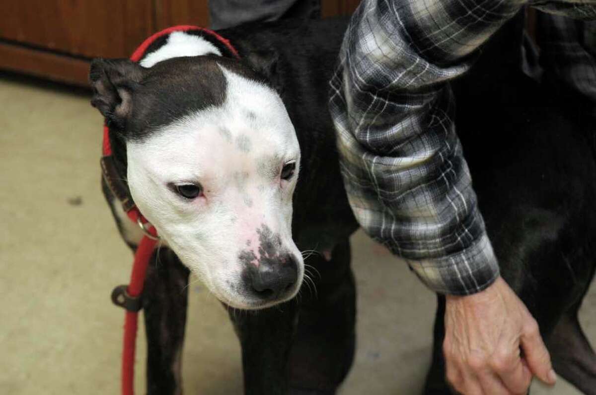 12+ Amsterdam Ny Animal Shelter Most Popular Amazon Rainforest And