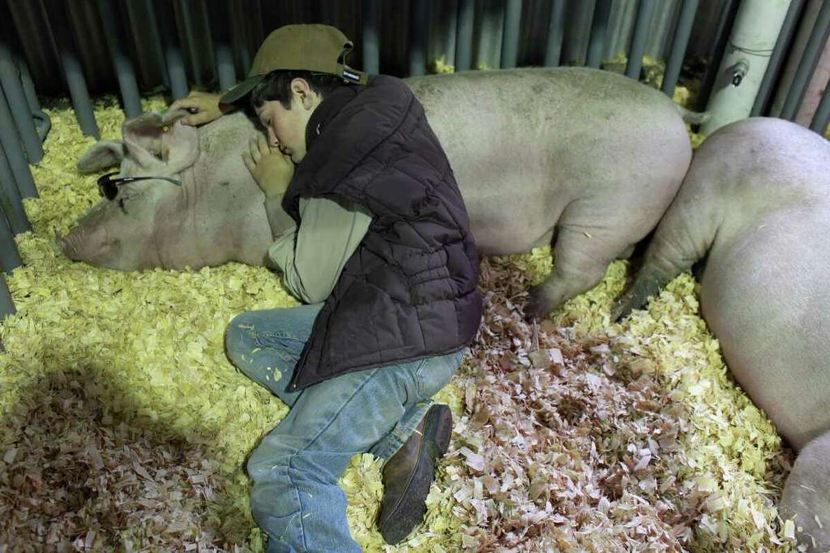 Shane “Bubba” Dennis Jr., 12, of Devine rests with his pig, a Landrace Gilt named Sweetie, on Wednesday, Feb. 8, 2012, the first day for swine arrivals at the stock show.